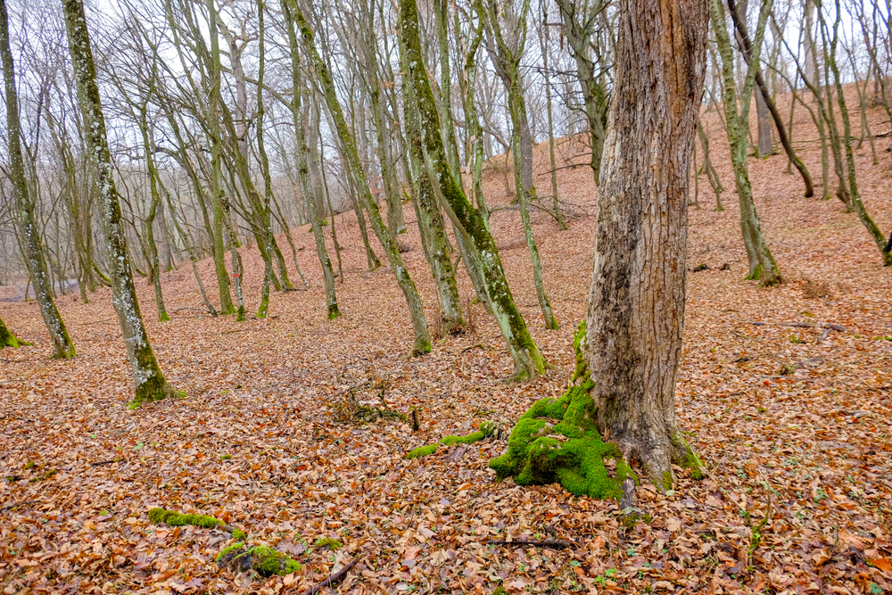 5. hoia baciu