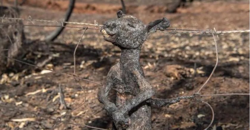 Aproximativ 500 de milioane de animale au murit în incendiile din Australia