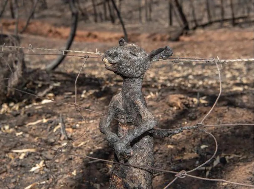 Aproximativ 500 de milioane de animale au murit în incendiile din Australia
