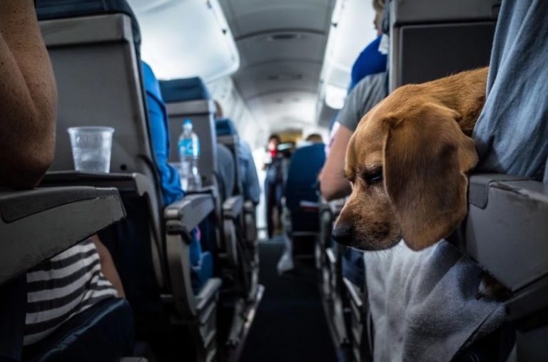 Veste bună pentru iubitorii de animale: acestea au voie să intre în Aeroportul Cluj-Napoca
