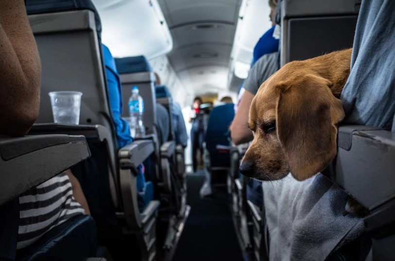 Veste bună pentru iubitorii de animale: acestea au voie să intre în Aeroportul Cluj-Napoca