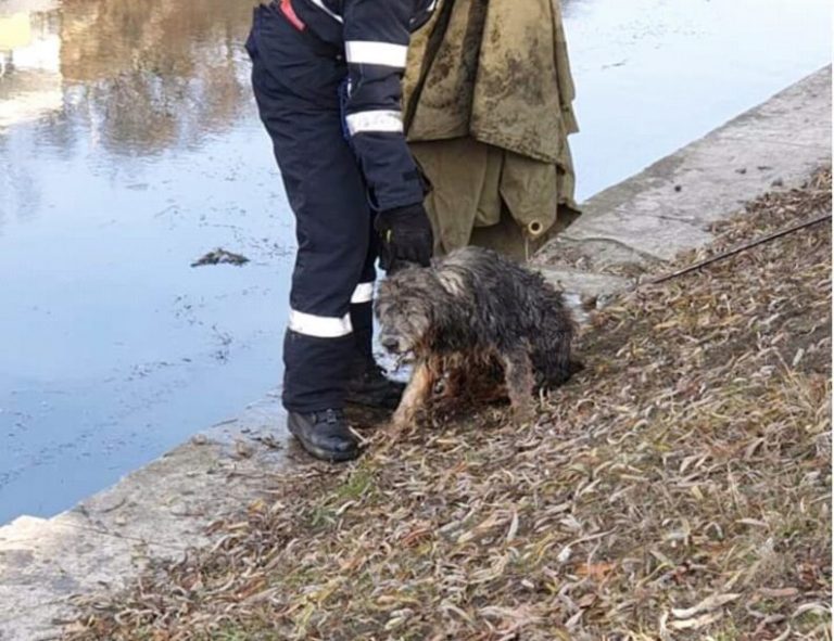Cluj: Caine salvat de pompieri din apele îngheţate ale Someşului (FOTO) 5 Cluj: Caine salvat de pompieri din apele îngheţate ale Someşului