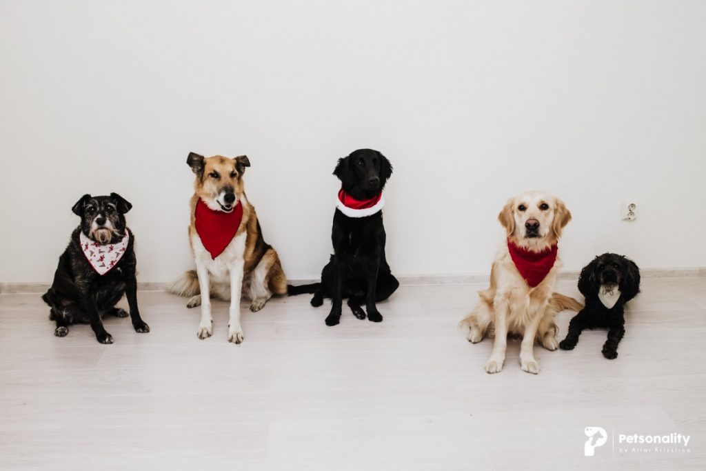 La Cluj-Napoca va fi inaugurată prima clinică de terapie cu animale din România