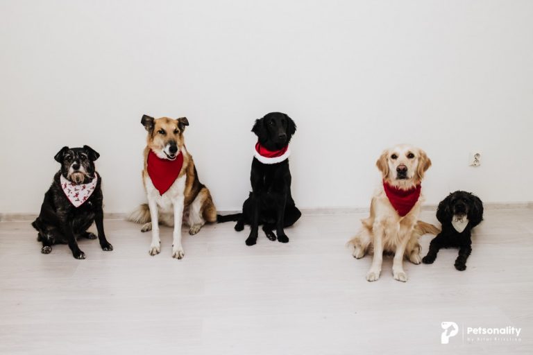 La Cluj-Napoca va fi inaugurată prima clinică de terapie cu animale din România