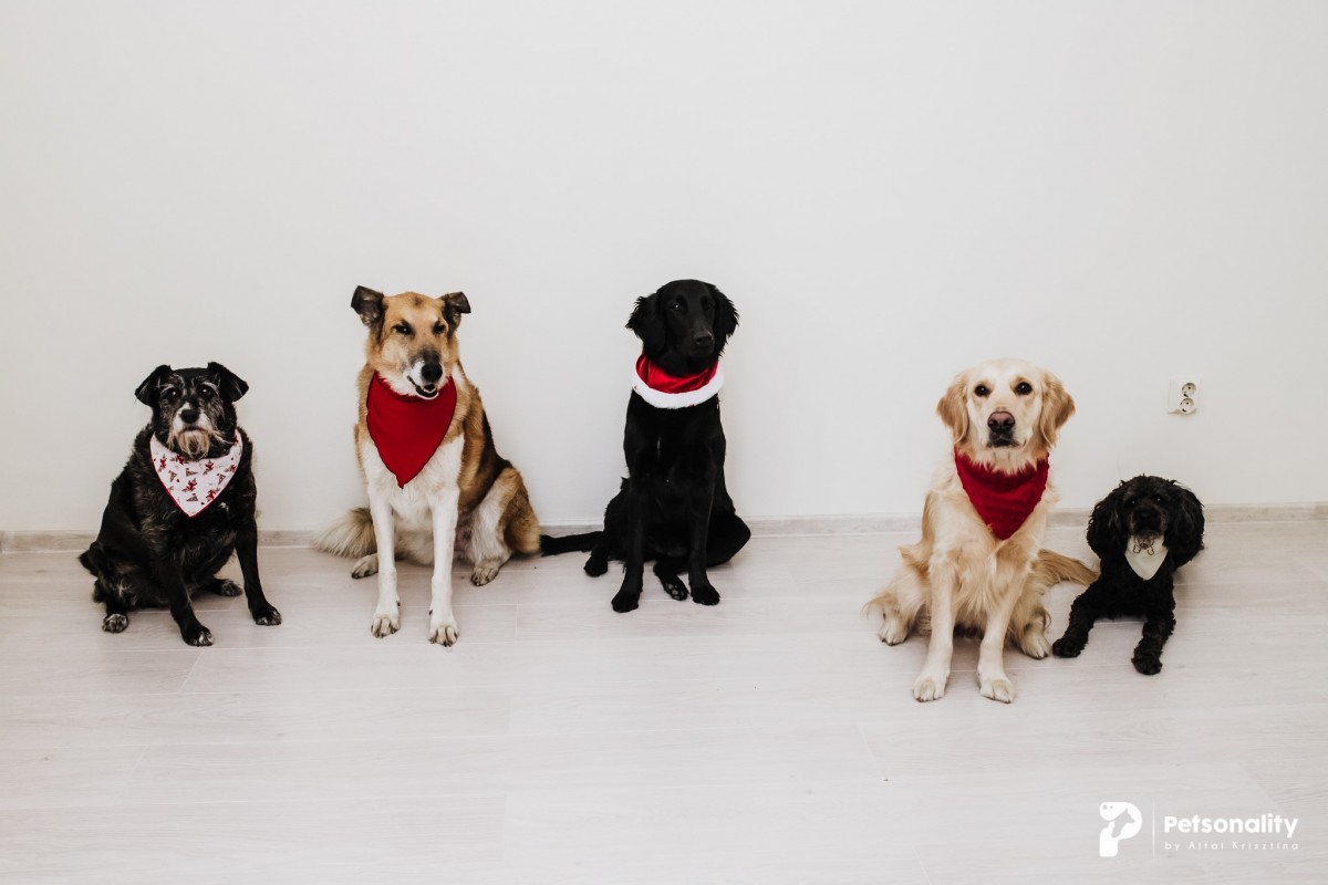La Cluj-Napoca va fi inaugurată prima clinică de terapie cu animale din România