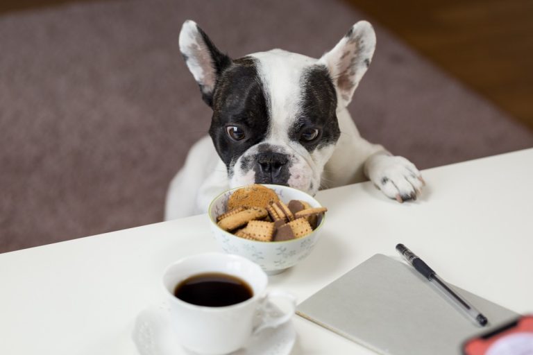 4 întrebări comune despre alimentația animalului tău de companie