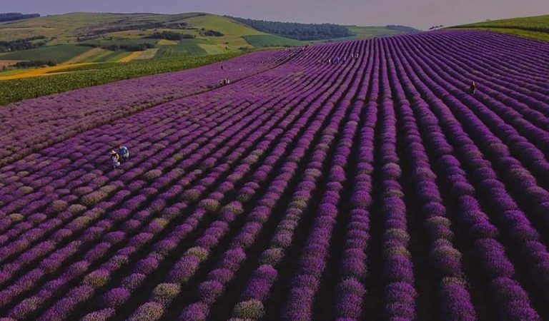 7 locuri din România unde te poți fotografia în lavandă