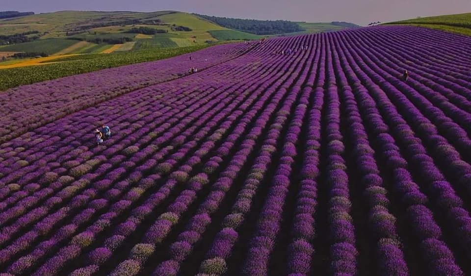 7 locuri din România unde te poți fotografia în lavandă