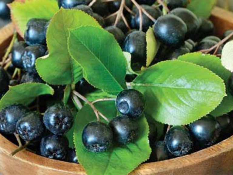 Beneficiile sucului de aronia