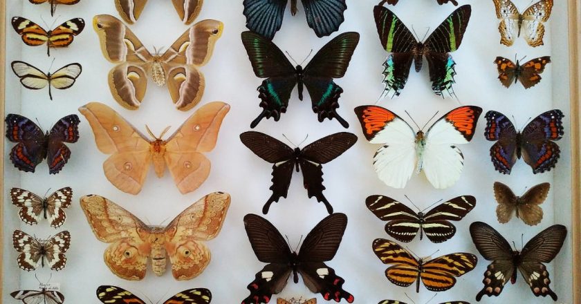 Colecție nouă de fluturi rar la Muzeul Zoologic din Cluj-Napoca