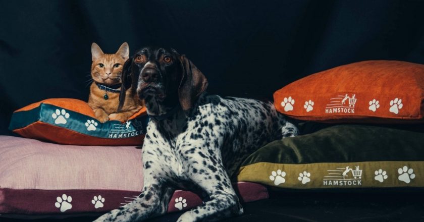 A fost lansat Hamstock - un nou magazin online pentru câini şi pisici