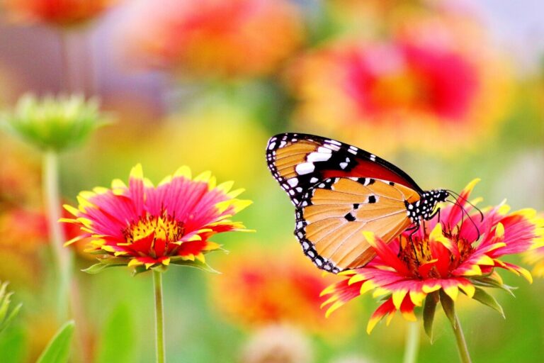 Ce spun florile despre personalitatea ta? 8 Ce spun florile despre personalitatea ta?