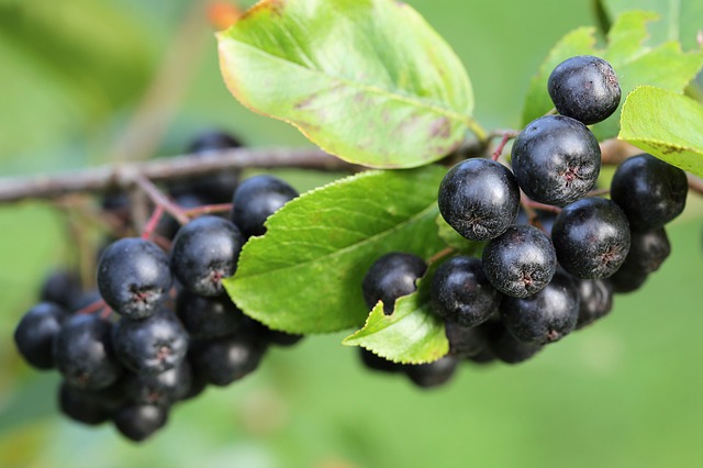 Ce avantaje oferă dulceata de aronia și de ce ar trebui sa o consumi