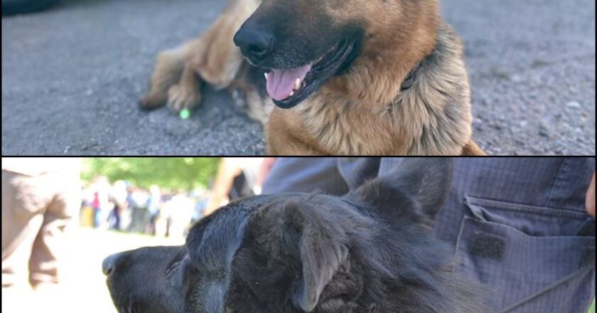 Max şi Eja doi dintre câinii Jandarmeriei Cluj au ieşit la pensie