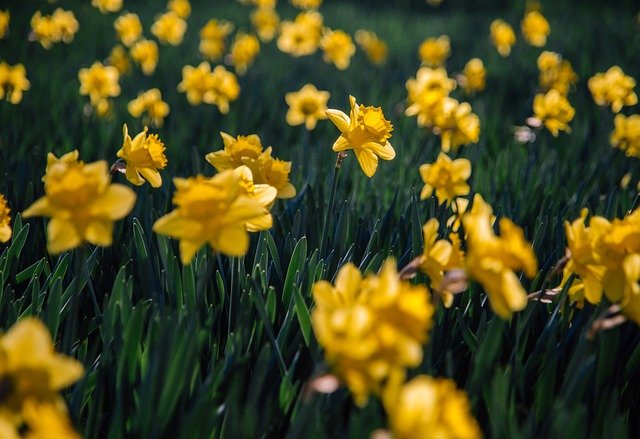 Narcisele – florile lunii Aprilie