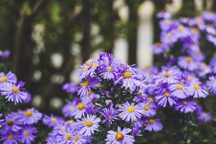 Aster - plantare, creştere şi îngrijire 1 aster