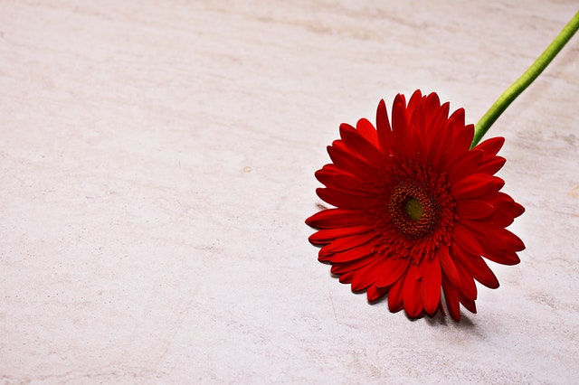 gerbera
