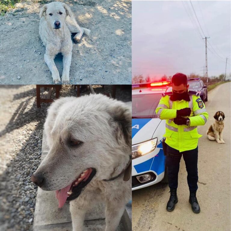 Adrian Hoza - poliţistul din Cluj care îşi dedică timpul salvării animalelor