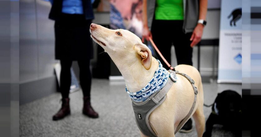 Câini care depistează pasagerii cu COVID-19 pe aeroportul din Cluj