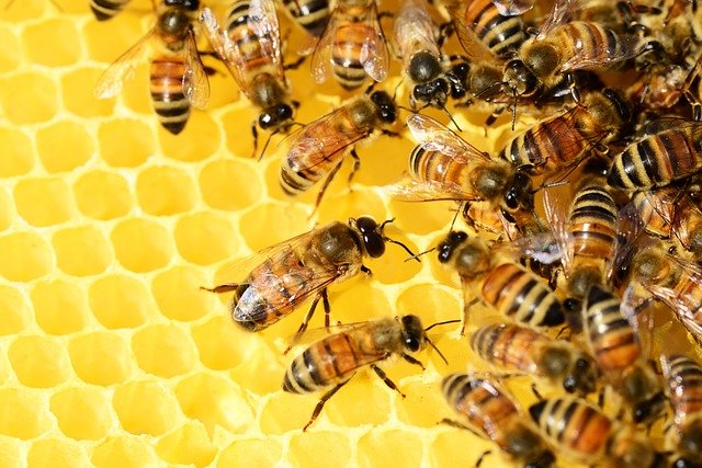 beneficii propolis