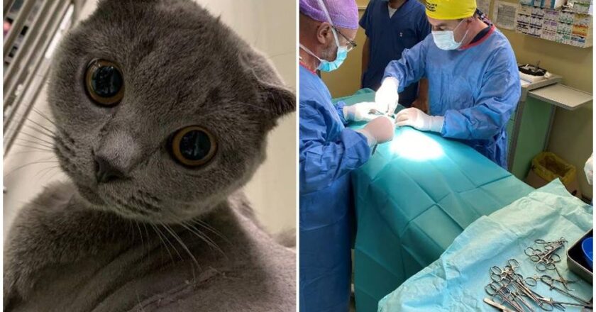 O pisică cu o anomalie rară a inimii a fost operată cu succes la USAMV Cluj