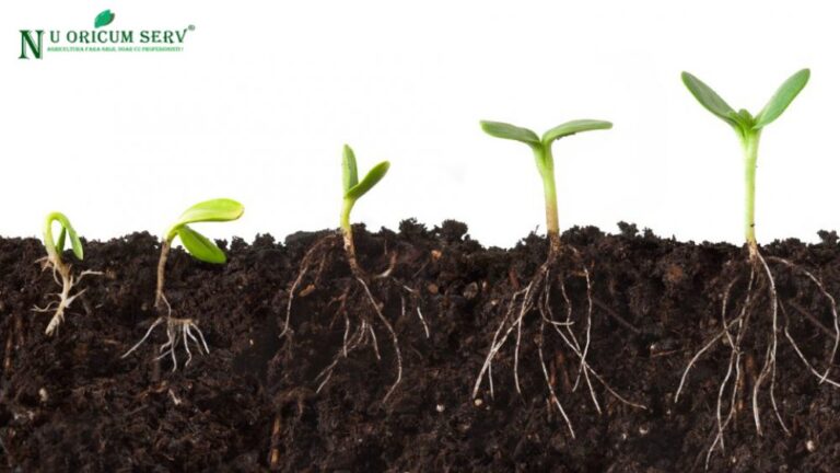 Cultivarea legumelor, a fructelor și a diferitor plante înseamnă în primul rând pasiune