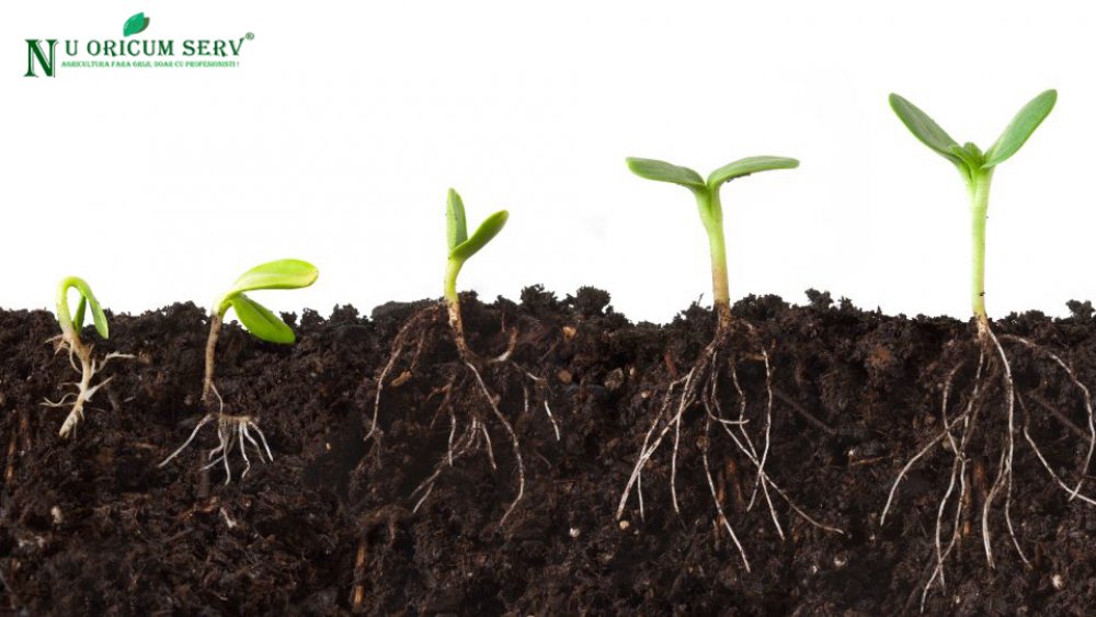 Cultivarea legumelor, a fructelor și a diferitor plante înseamnă în primul rând pasiune