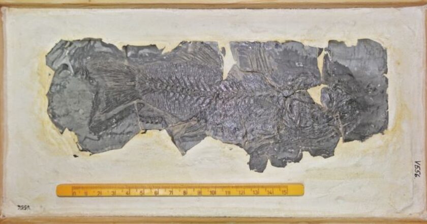Cea mai veche fosilă de biban de mare din Europa a fost descoperită de o echipă de cercetători de la UBB Cluj