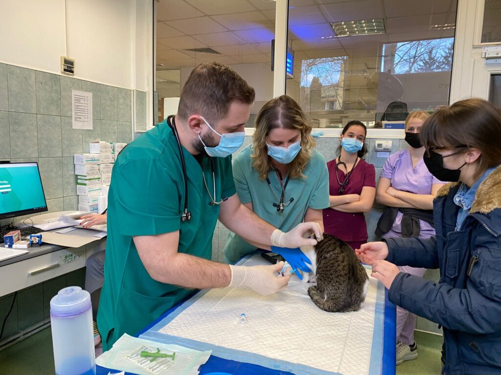 animale ingrijite refugiati