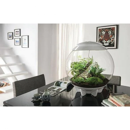 Ce trebuie să știți înainte de vă face propriul terariu