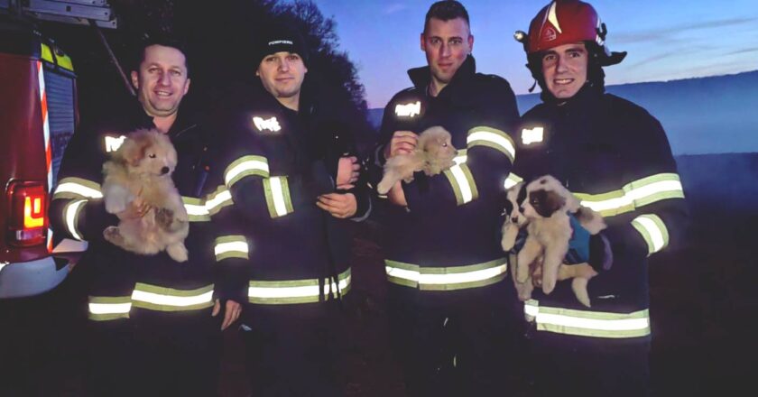 Cinci căţeluşi au fost salvaţi de către pompierii din Cluj dintr-un bazin adânc de şase metri