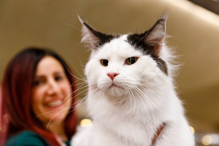 WCF International Cat Show