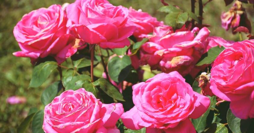Explozie de culori și parfumuri la USAMV Cluj: Descoperiți peste 300 de soiuri de trandafiri