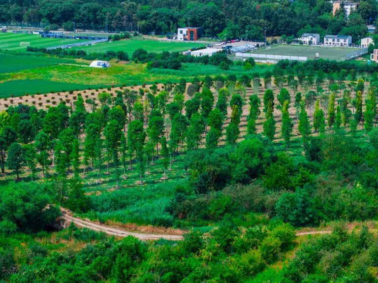 Peste 600 arbori și peste 100.000 de plante decorative la Cluj în cel mai mare proiect de regenerare urbană din România