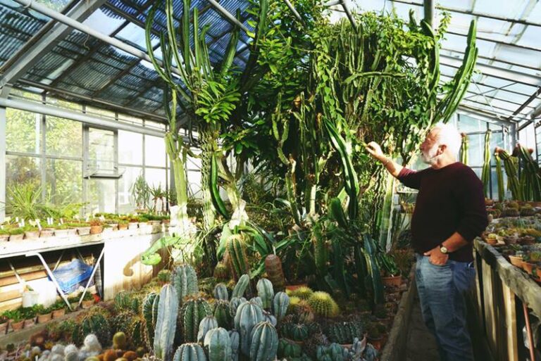 Sera Plantelor Suculente