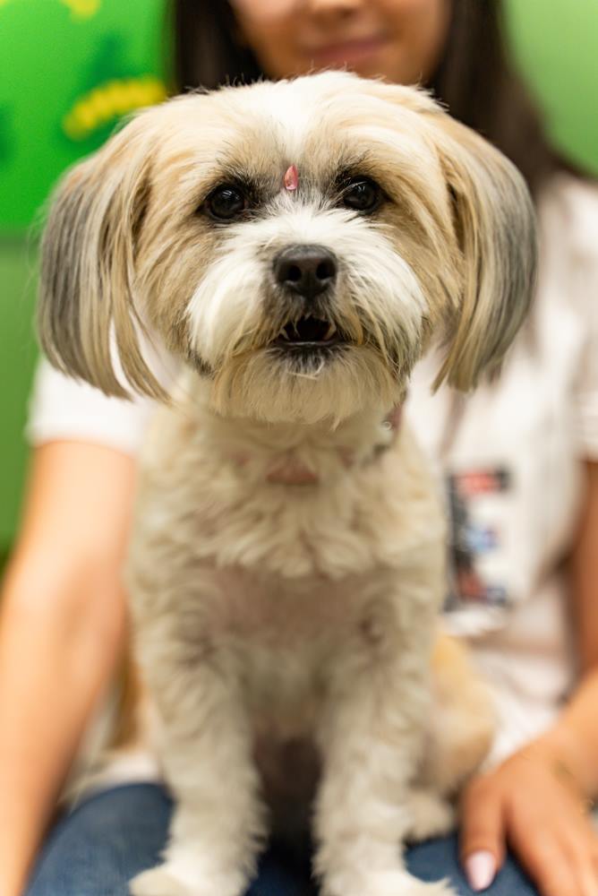 animal companie animax cluj