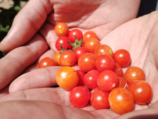 roșii cherry