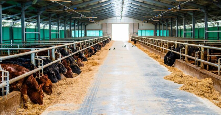 Prime Beef Transilvania