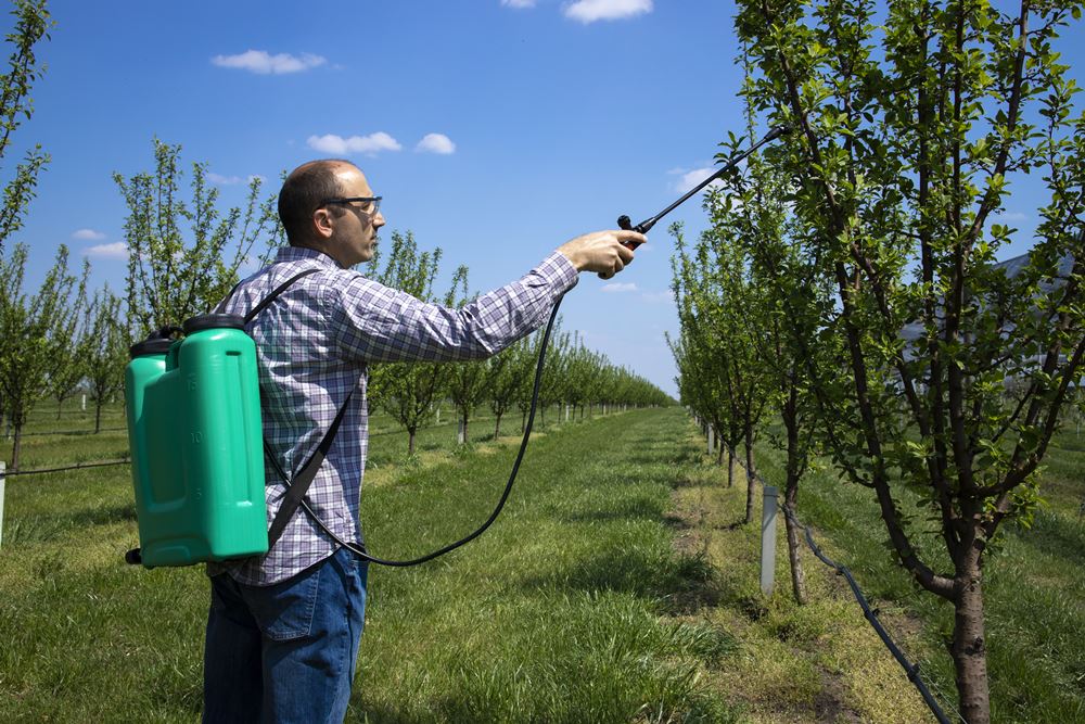 insecticidelor