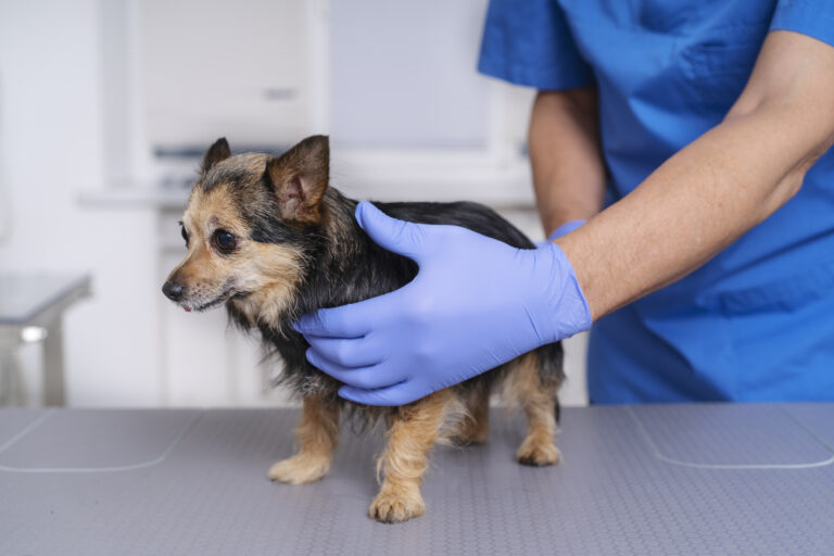 Sterilizare