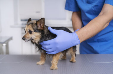 Sterilizare