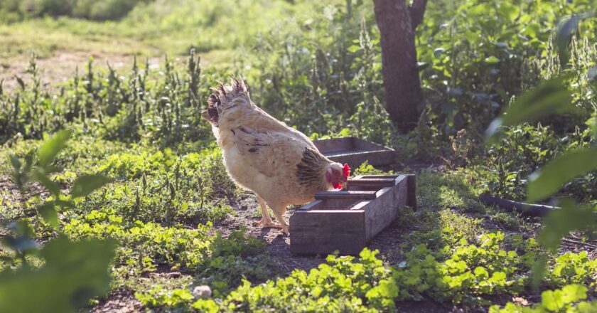 Găini care se plimbă liber în aer liber