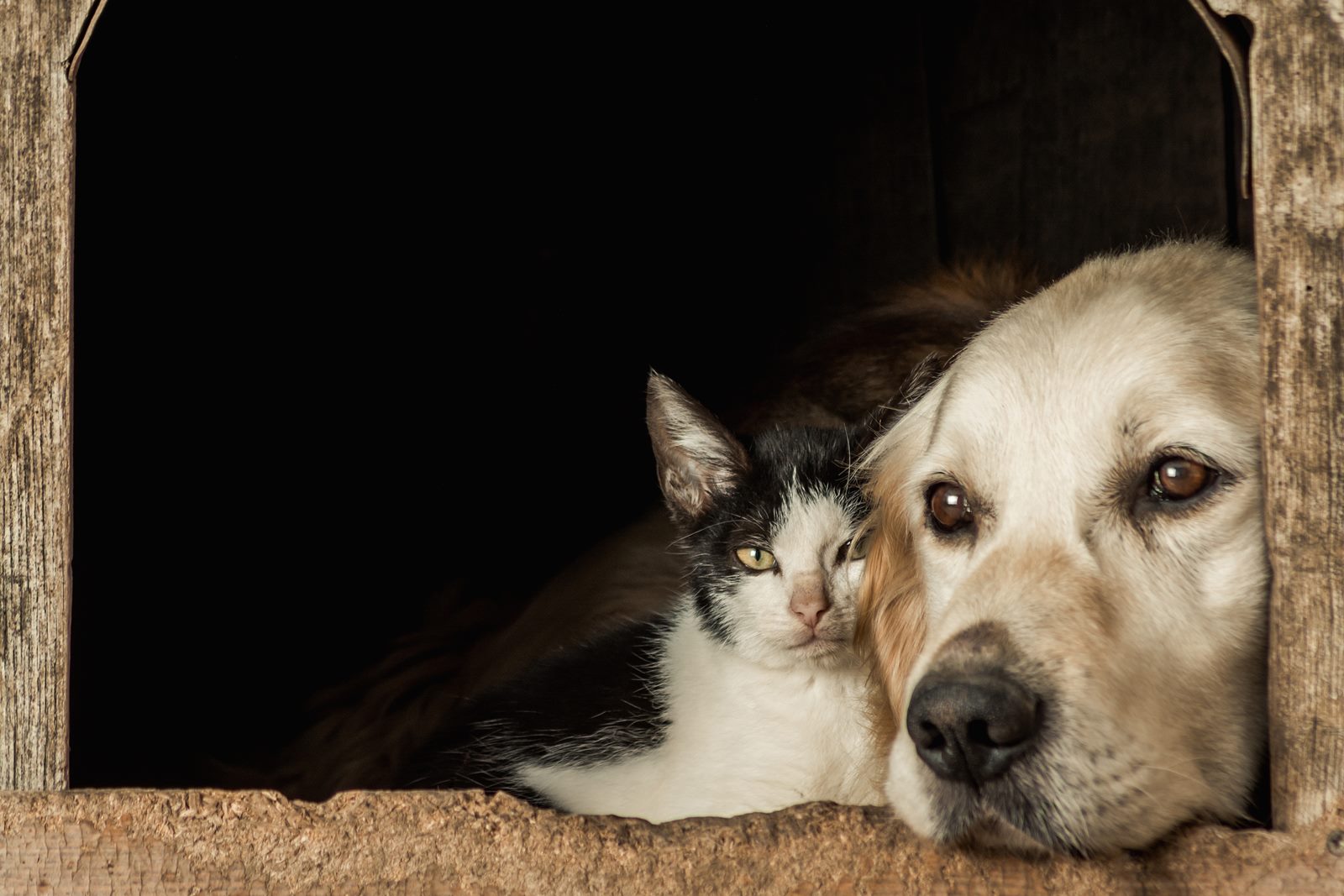 animalelor