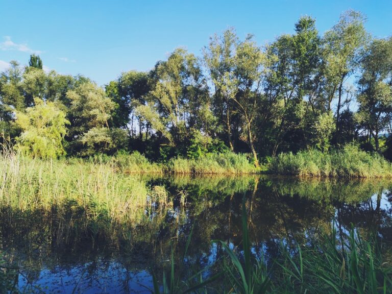 Parcul Est