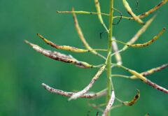 O imagine cu o planta de rapita afectata de alternarioza