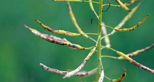 O imagine cu o planta de rapita afectata de alternarioza