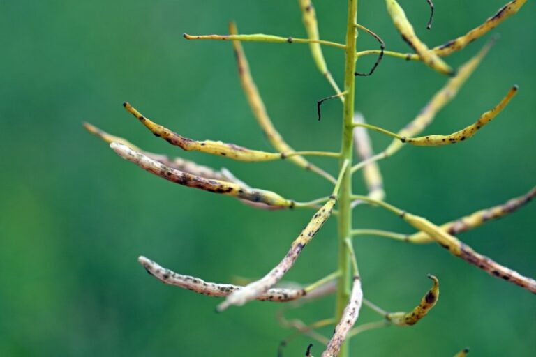 O imagine cu o planta de rapita afectata de alternarioza