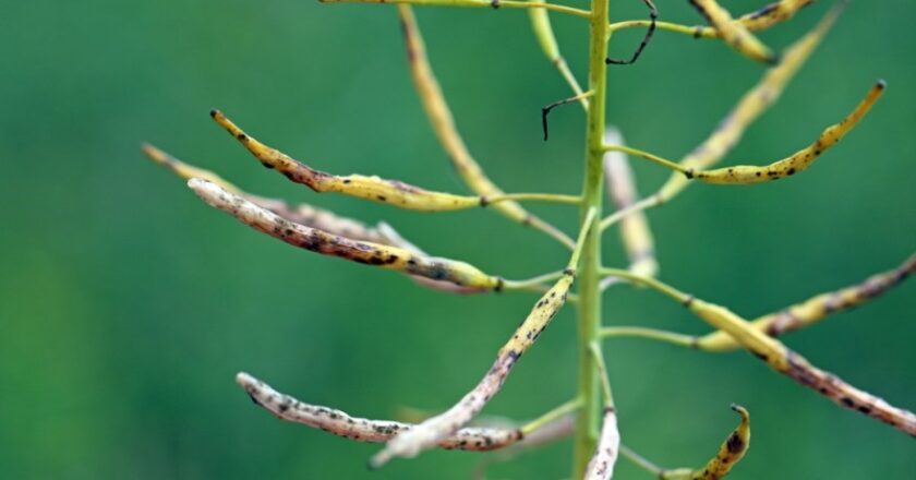 O imagine cu o planta de rapita afectata de alternarioza
