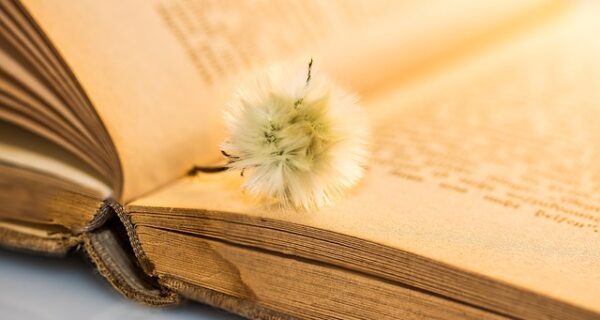 In căutarea lui Grace