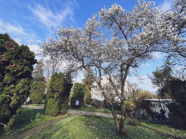 magnoliilor